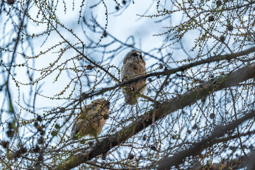 Long-eared owl owlet on a tree