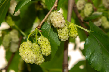 White mulberry (Morus alba) fruits on tree with green leaves, close-up. Natural background, summer fruit, healthy organic food concept