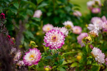 Fototapeta premium Close-up photo of a pink Dahlia (Dahlia pinnata) flower blooming in spring