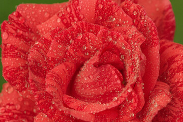 Red rose with water drops as a background macro photo.