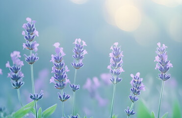 Obraz premium lavender, lupin flowers background