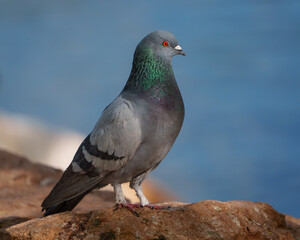 Rock pigeon in front of a blue background