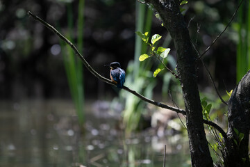 Bird perched on a branch near still water surrounded by lush vegetation in a tranquil natural setting