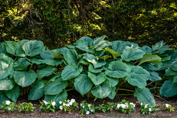 Large leaf hosta, sometimes called Funkia, plants at the edge of a wooded area. Hostas grow from rhizomes, underground stems of the plant that grow horizontally.