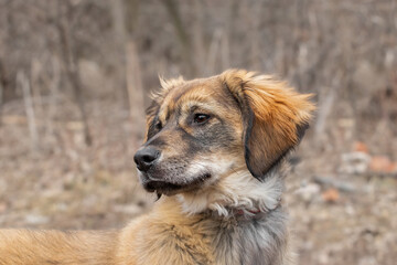 Portrait of a cute dog with big ears on the street.The concept of adorable pets.