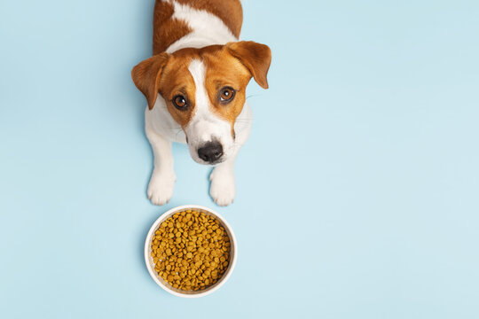 Cute Jack russell terrier dog with white pet bowl filled with dry kibble on a light blue background, top view. Minimalistic dog food concept