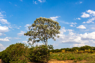 Coffee plantation with a tree called embaúba, in the coffee plantation.