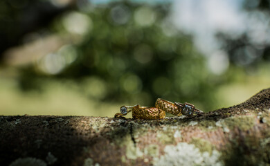 Anillos de compromiso y matrimonio sobre tronco natural – Detalle romántico al aire libre