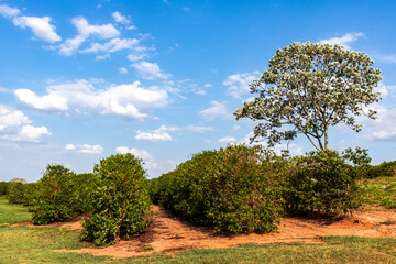 Coffee plantation with a tree called embaúba, in the coffee plantation.