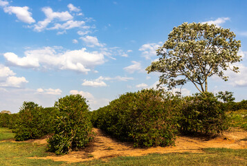 Coffee plantation with a tree called embaúba, in the coffee plantation.