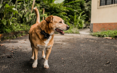 Perro marrón con moño negro en patio exterior junto a casa y vegetación