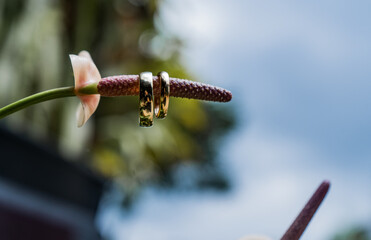 Anillos de boda sobre flor exótica con fondo natural desenfocado
