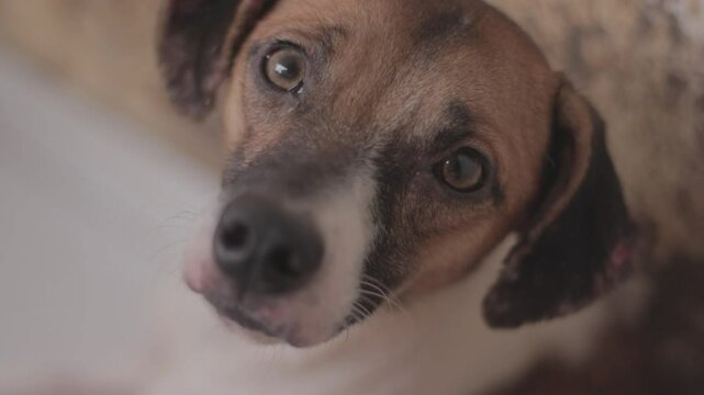 Cachorros de rua sem ra&ccedil;a definida caramelo vira lata doguinho