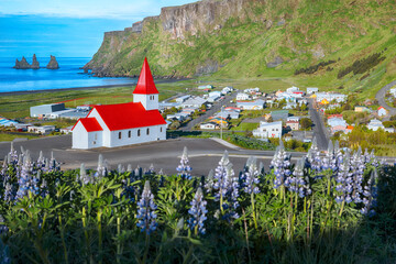 Impressive view of Vikurkirkja christian church in blooming lupine flowers.