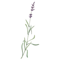 Fototapeta premium Watercolor illustration of lavender branch. Hand-drawn isolated clip-art on white background. Delicate realistic images of herbs for packaging, textiles, printing, holiday cards, wedding, menu