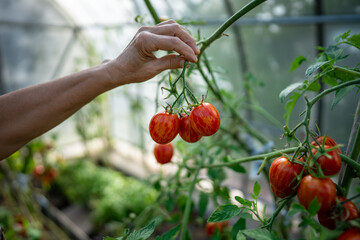 Closeup of farmer hand collecting evaluating tomato twig freshness and health in hothouse....