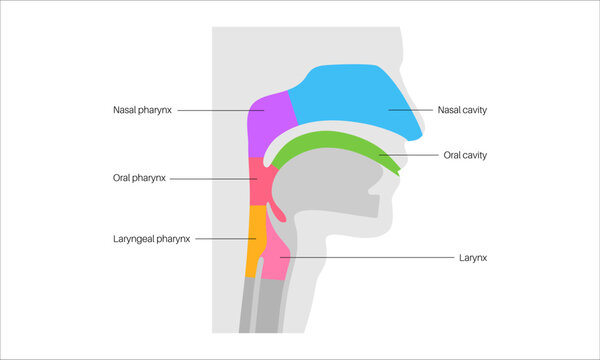 Throat anatomy poster