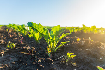 Rows of young beet plants thrive in fertile soil under a bright blue sky. Sunlight shines on the...