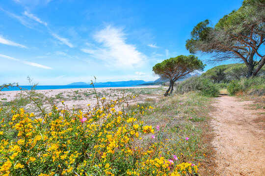 Exciting view of Maritime pine trees and Osala Beach in national park Stagno Longu.