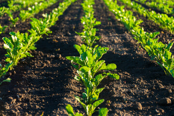 Green beet plants grow in parallel rows in a field of dark soil. The plants are young and healthy, flourishing in the sunny weather