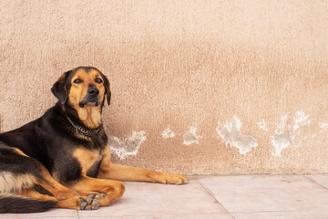 A beautiful large black and brown street dog rests near a wall on a sunny day. Homeless animals on...