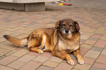 A cute brown street dog with a tag on his ear is relaxing on the sidewalk on a sunny day. Homeless animals on the streets of the city