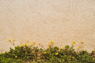 Creeping buttercup, yellow flower weaves along a light wall, plant decor, gardening. (Ranunculus repens) 