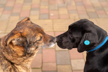 Two street dogs with a tag on their ear met nose to nose on a sunny day. Homeless animals on the streets of the city