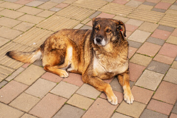 A cute brown street dog with a tag on his ear is relaxing on the sidewalk on a sunny day. Homeless animals on the streets of the city