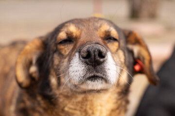 Portrait of cute brown street dog with ear tag on sunny day, soft focus, close up. Homeless animals on the streets of the city