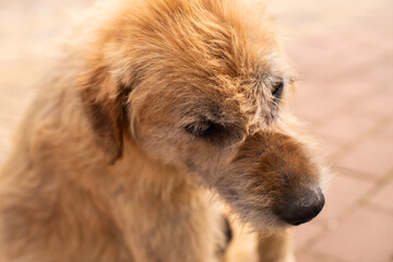 Portrait of cute brown street dog on sunny day, soft focus, close up. Homeless animals on the streets of the city