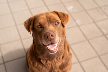 Portrait of cute happy red street dog with poor eyesight outdoors on a sunny day, soft focus.
