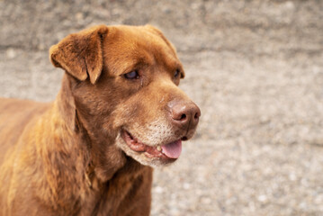 Portrait of cute happy red street dog with poor eyesight outdoors on a sunny day, soft focus.