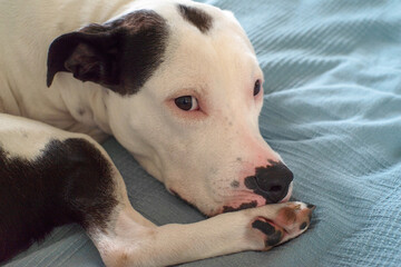 Portrait of american staffordshire terrier spotted black and white color close-up on bed, soft focus