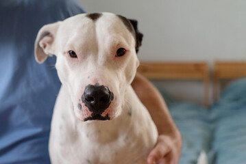 American Staffordshire Terrier spotted black and white color close-up and human hands hugging dog, soft focus