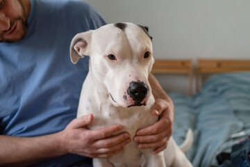 American Staffordshire Terrier spotted black and white color close-up and human hands hugging dog, soft focus