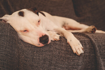 American Staffordshire Terrier spotted black and white color sleeps on the couch, close-up. Redness on the nose and eyes of the dog, food allergy