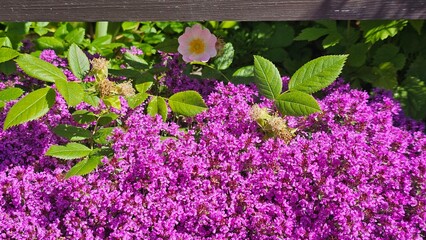 Sweden. Thymus praecox is a species of thyme. A common name is mother of thyme, but 