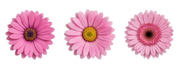 Pink daisy flower collection isolated on transparent background PNG - pink daisies clipart set - daisy elements for floral design projects
