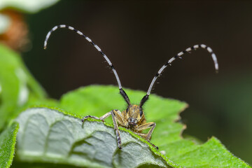 Amazing view of beetle on green leaf.