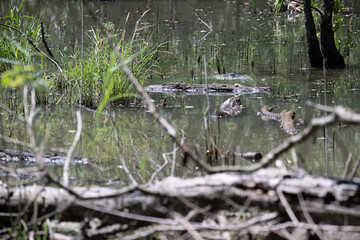 Bird perched on a branch near still water surrounded by lush vegetation in a tranquil natural setting