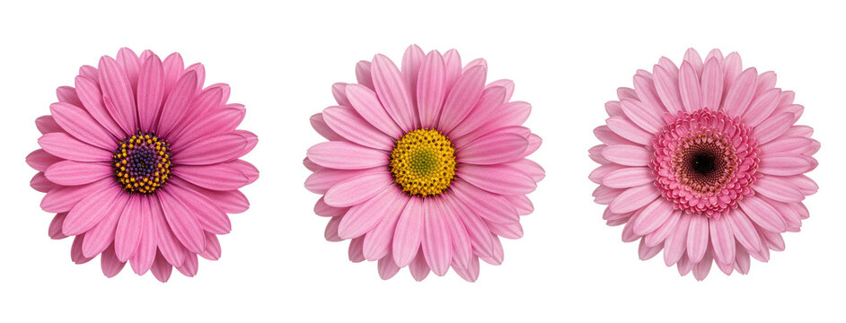 Pink daisy flower collection isolated on transparent background PNG - pink daisies clipart set - daisy elements for floral design projects