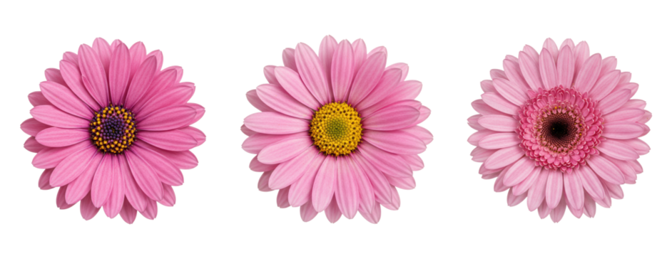Pink daisy flower collection isolated on transparent background PNG - pink daisies clipart set - daisy elements for floral design projects - Powered by Adobe
