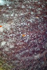 Amazing abstract and blurred background with branches and raindrops.