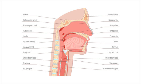 Upper respiratory tract