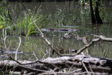 Bird perched on a branch near still water surrounded by lush vegetation in a tranquil natural setting