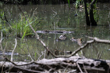 Bird perched on a branch near still water surrounded by lush vegetation in a tranquil natural setting