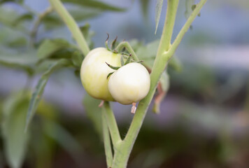 Bushes of unripe tomatoes growing in a greenhouse. Organic vegetables. Natural food ingredients on...