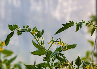 Bushes of unripe tomatoes growing in a greenhouse. Organic vegetables. Natural food ingredients on...