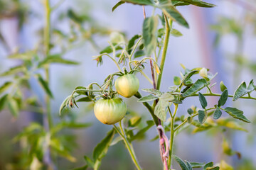 Bushes of unripe tomatoes growing in a greenhouse. Organic vegetables. Natural food ingredients on...